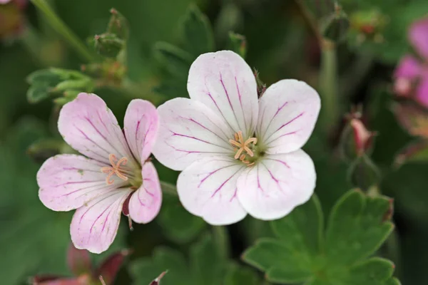 Flores de geranio híbrido blanco y rosa en primer plano — Foto de Stock