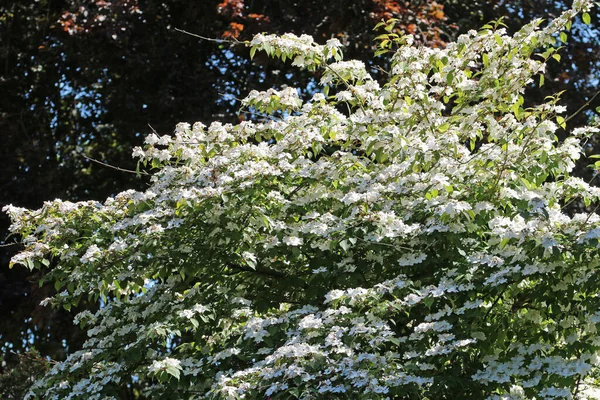 Boule de neige japonaise en début de saison fleurs blanches — Photo