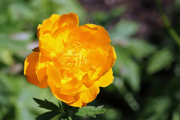 Πορτοκαλί υβριδικό λουλούδι globeflower σε κοντινό πλάνο — Φωτογραφία Αρχείου