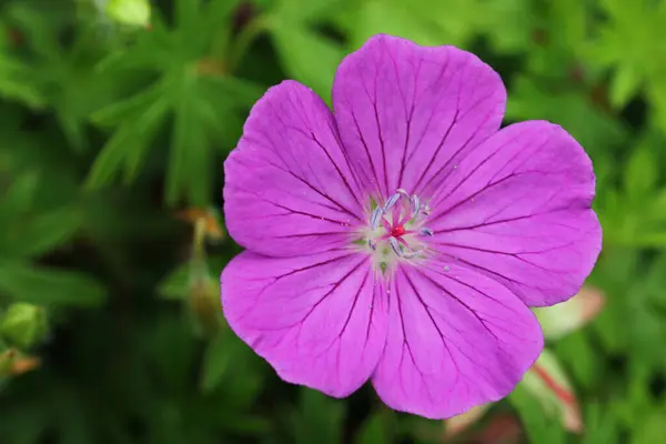 Roze bloederige kransbek bloem close-up — Stockfoto
