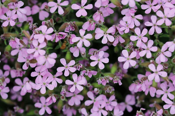 Purple rock cress flowers in close up — Stock Photo, Image