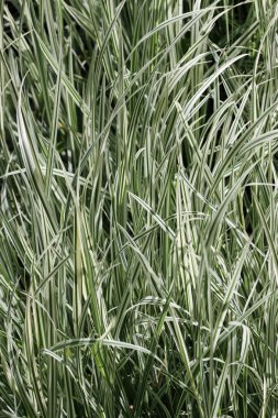 Tüberküloz çim çizgili çeşitli yapraklar.