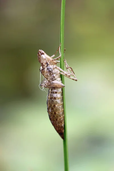 Dragonfly exuvia attached to plant stem close up — Stock Photo, Image