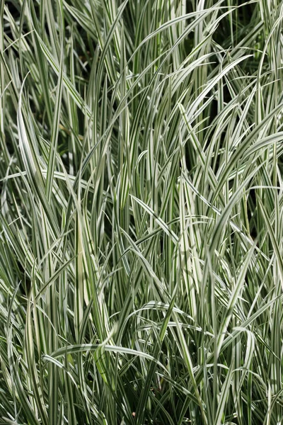 Tüberküloz çim çizgili çeşitli yapraklar.