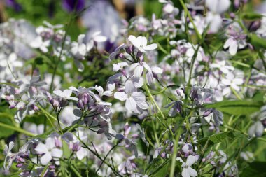 Beyaz ve leylak uzun ömürlü dürüstlük çiçekleri.