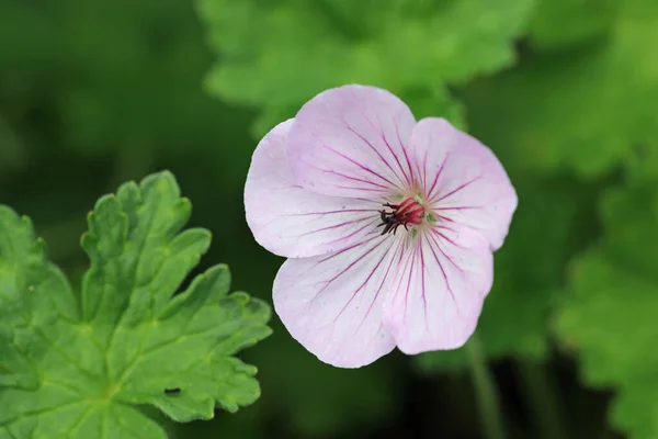 Flor de cranesbill híbrido rosa de cerca — Foto de Stock