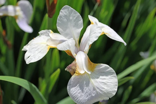 White tinged with yellow iris flower close up — Stock Photo, Image