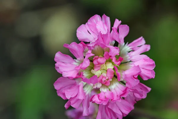 Flores de mosca-gato pegajosa rosa — Fotografia de Stock