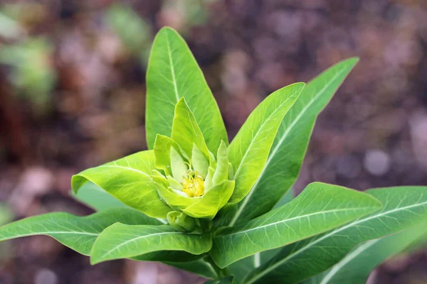 近くに棘のある花を付けます — ストック写真