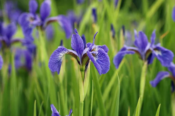 Azul siberiano bandeira íris flores em close-up — Fotografia de Stock