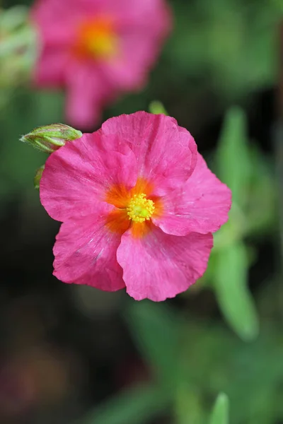 Rosa flor de rosa de roca en primer plano — Foto de Stock