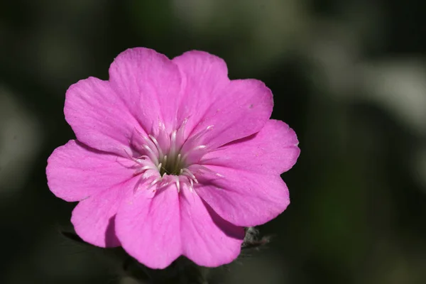 Roze catchfly bloem in close up — Stockfoto