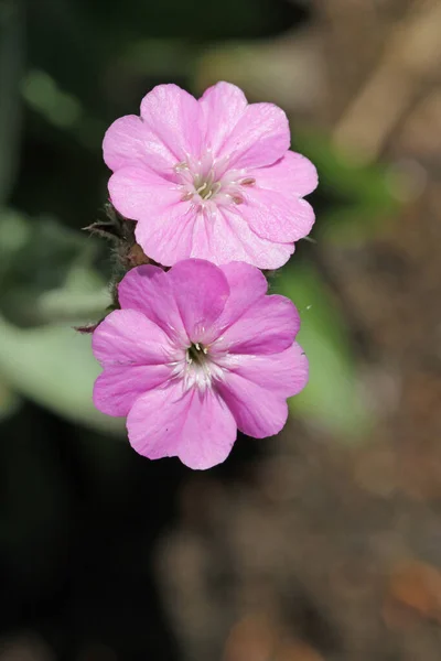 Flores de mosca rosa en primer plano — Foto de Stock