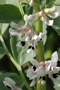 Çiçekli geniş fasulye bitkileri.