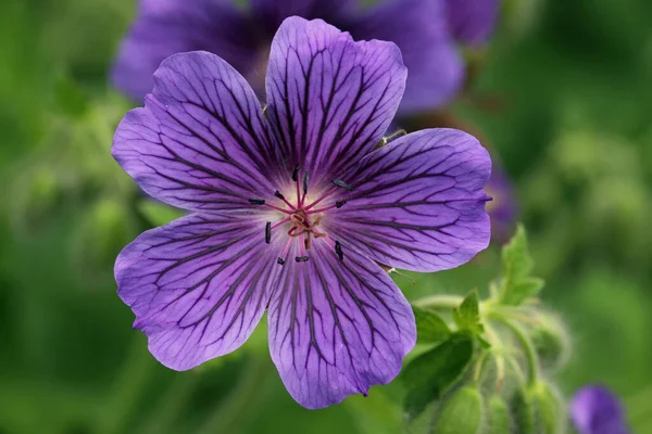 Фиолетовый клюквенный цветок — стоковое фото