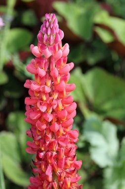 Kırmızı lupin çiçeği, yakın plan.