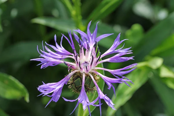 Fiore di fiordaliso perenne viola in primo piano — Foto Stock