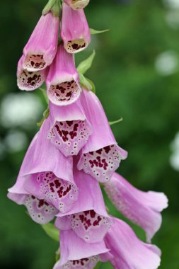 Pembe yüksükotu çiçeği yakın planda.