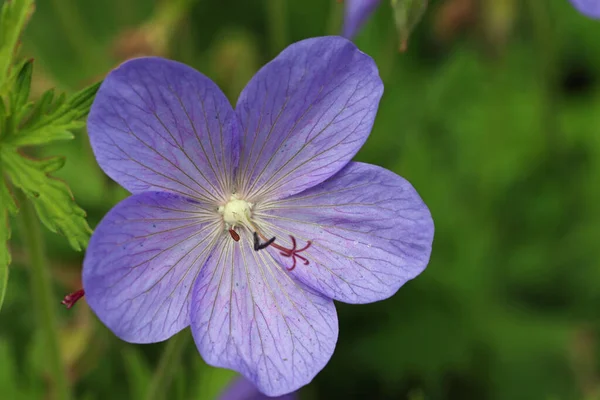 Flor de cranesbill violeta en primer plano —  Fotos de Stock