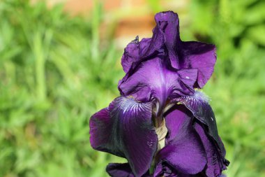 Mor sakallı iris çiçeği.