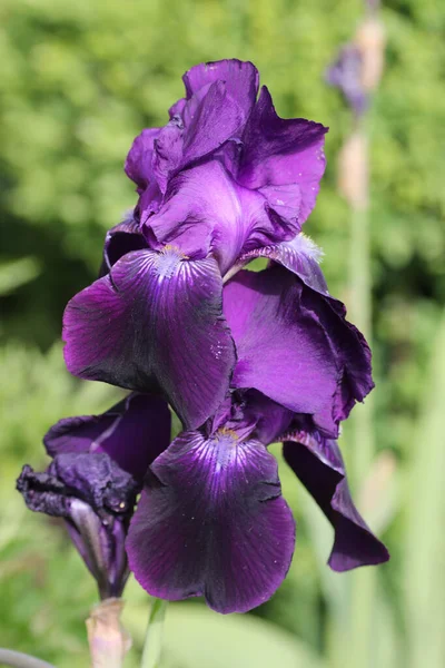 Mor sakallı iris çiçeği. — Stok fotoğraf