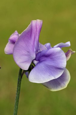 Purple sweet pea flowers in close up clipart