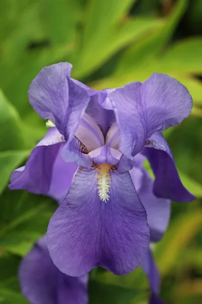 Mor sakallı iris çiçeği. — Stok fotoğraf