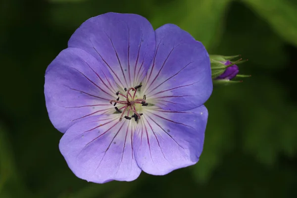 Lila trana blomma närbild — Stockfoto