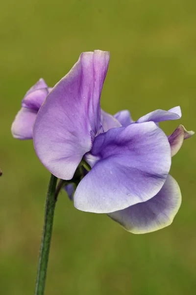 Flores de ervilha doce roxo em close-up Fotos De Bancos De Imagens