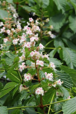At kestanesi ağacı çiçekleri yakın plan