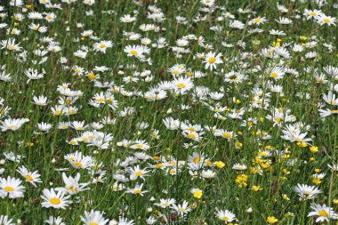 Çayırda öküz gözü papatya çiçekleri