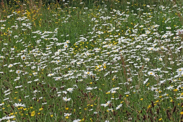 Ochsenauge Gänseblümchen blüht auf einer Wiese — Stockfoto