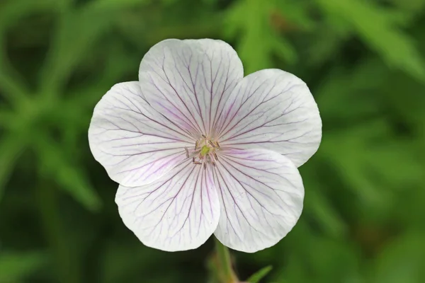 Λευκό λουλούδι cranesbill κοντά — Φωτογραφία Αρχείου