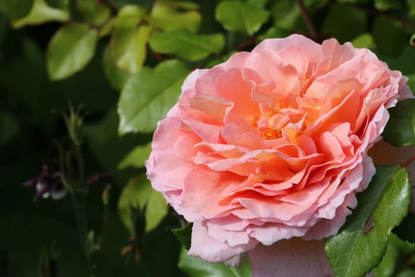 近くにサーモンピンクのバラの花 — ストック写真