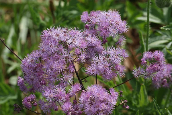 紫色の草原の真の花を閉じます ロイヤリティフリーのストック写真