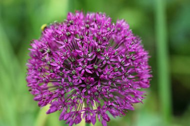 Mor Hollanda sarımsak çiçeği