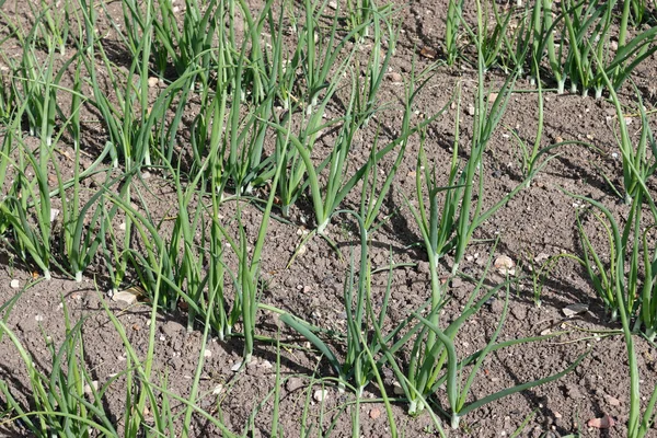 Rows of onions growing in a vegetable garden — Stock Photo, Image