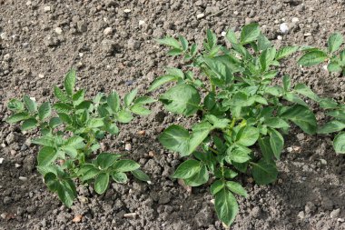 Sebze bahçesinde yetişen patates sıraları.