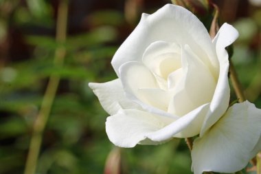 Beyaz gül çiçek yakın çekim