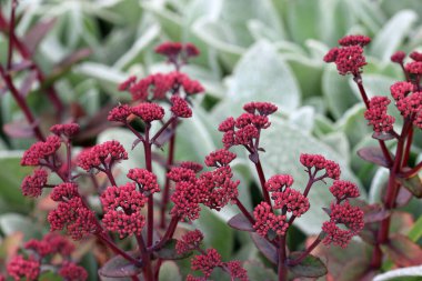 Ice plant, Hylotelephium of unknown species and variety, flower buds in close up with a blurred background of lambs ear leaves, Stachys byzantina.