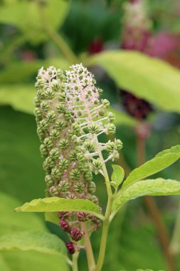 Pokeweed, Phytolacca of unknown species and variety, seeds and flowers on a spike in close up with a blurred background of leaves.