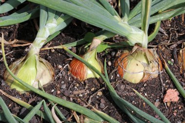 Üç sıra soğan, Allium cepa varyete Setton, ekili toprağın bulanık arka planına sahip bir sebze bahçesinde..