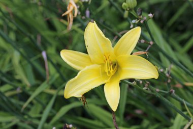 Sarı günlük, Hemerocallis bilinmeyen türler ve çeşitlilik, yaprakların bulanık arkaplanı ile yakın plan çiçek.