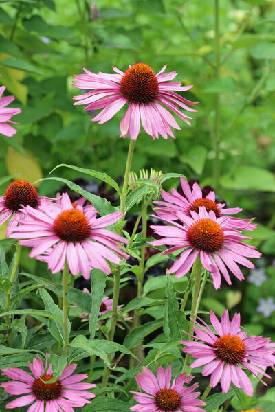 Фиолетовый шиповник, пурпурная инацеа, сорт Rubinstern, цветки крупным планом на размытом фоне листьев.