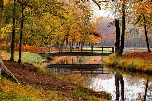 Bosque Con Árboles Colores Otoñales Color Las Hojas Crea Una — Foto de Stock