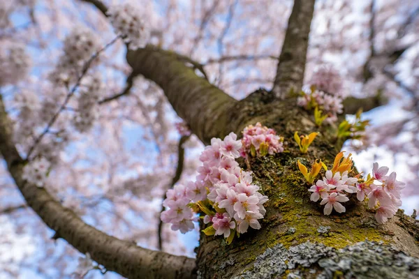 Jardin Fleuri Cerisiers Japonais Dans Forêt Amsterdam — Photo