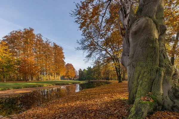 Parkta sonbahar — Stok fotoğraf