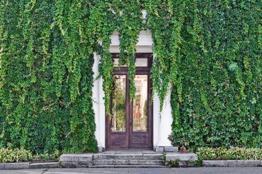 Eski evin Cephesi vintage kapı ile yabani üzüm ile kaplı