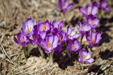Karpat Dağları Iridaceae