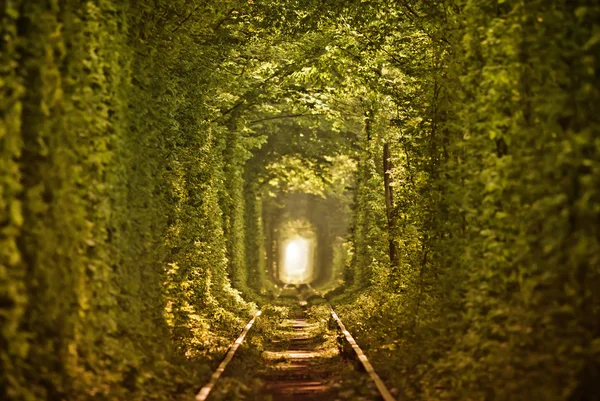 Natural tunnel of love formed by trees — Stock Photo, Image